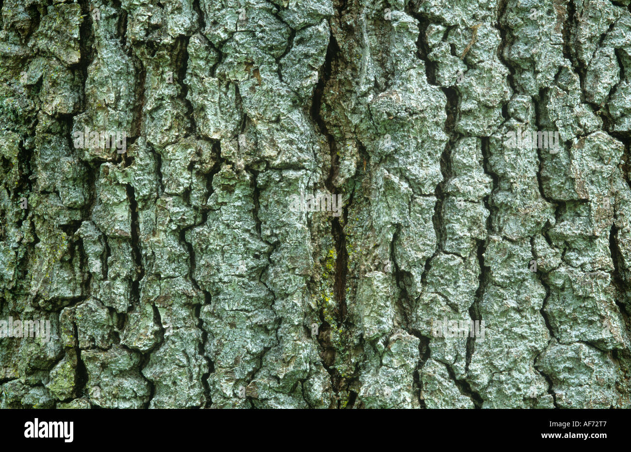 Rinde der Eiche Stockfoto