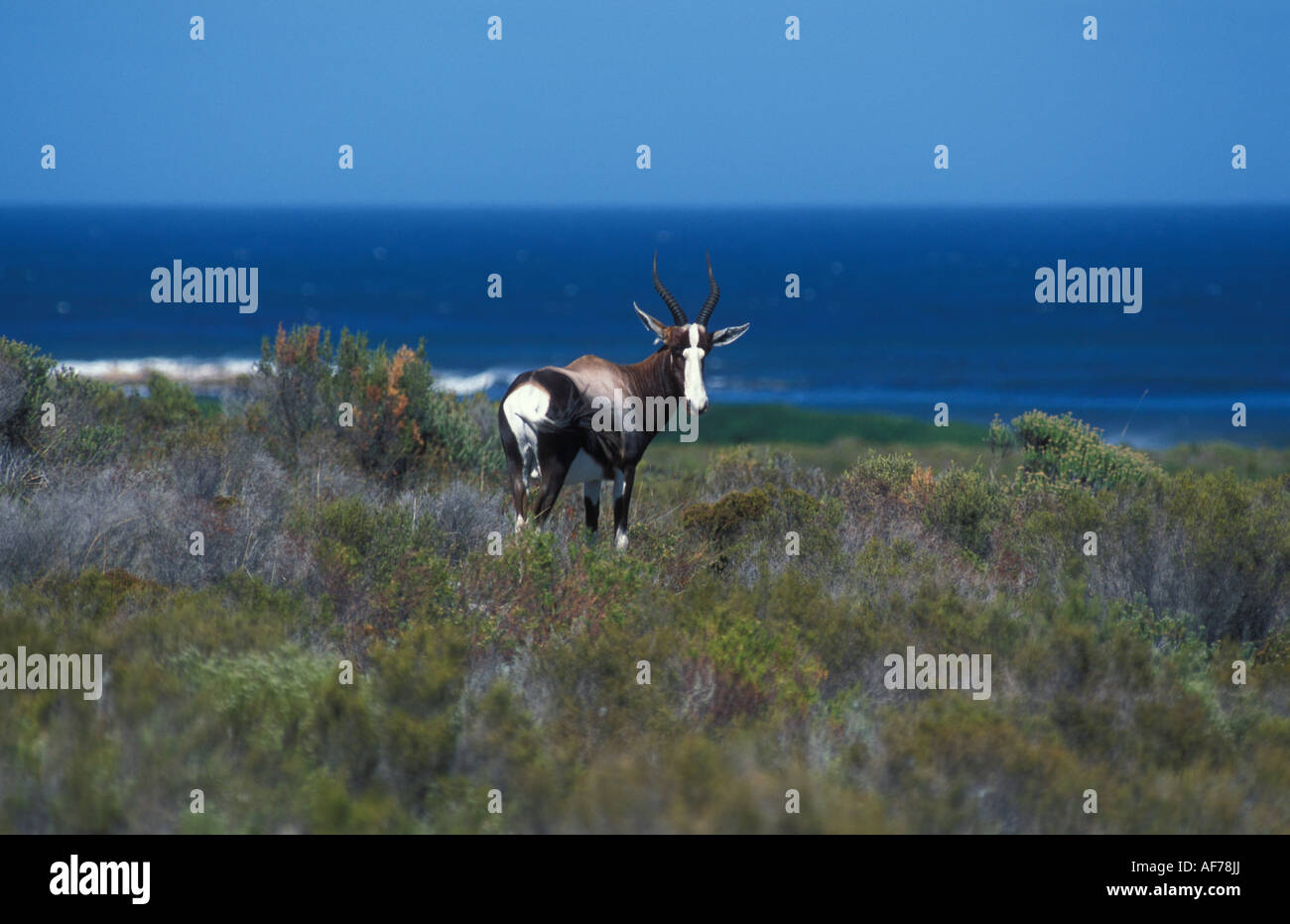 Springbock am Kap der guten Hoffnung in der Nähe von Kapstadt in Südafrika Stockfoto