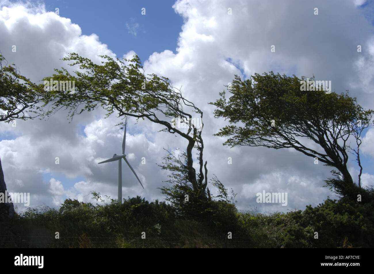 Wind-Blown-Baum auf Bradworthy Wind Farm in North Devon England Stockfoto