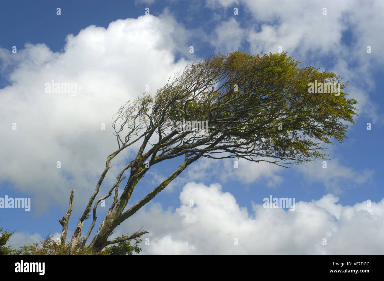 Ein Wind geblasen-Baum auf Bradworthy Wind Farm in North Devon England Stockfoto