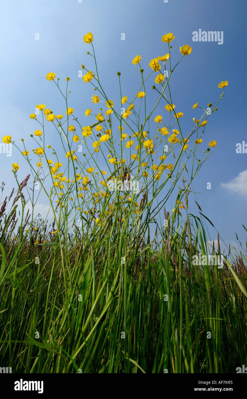 Bereich der wilden Hahnenfuß Blumen Stockfoto