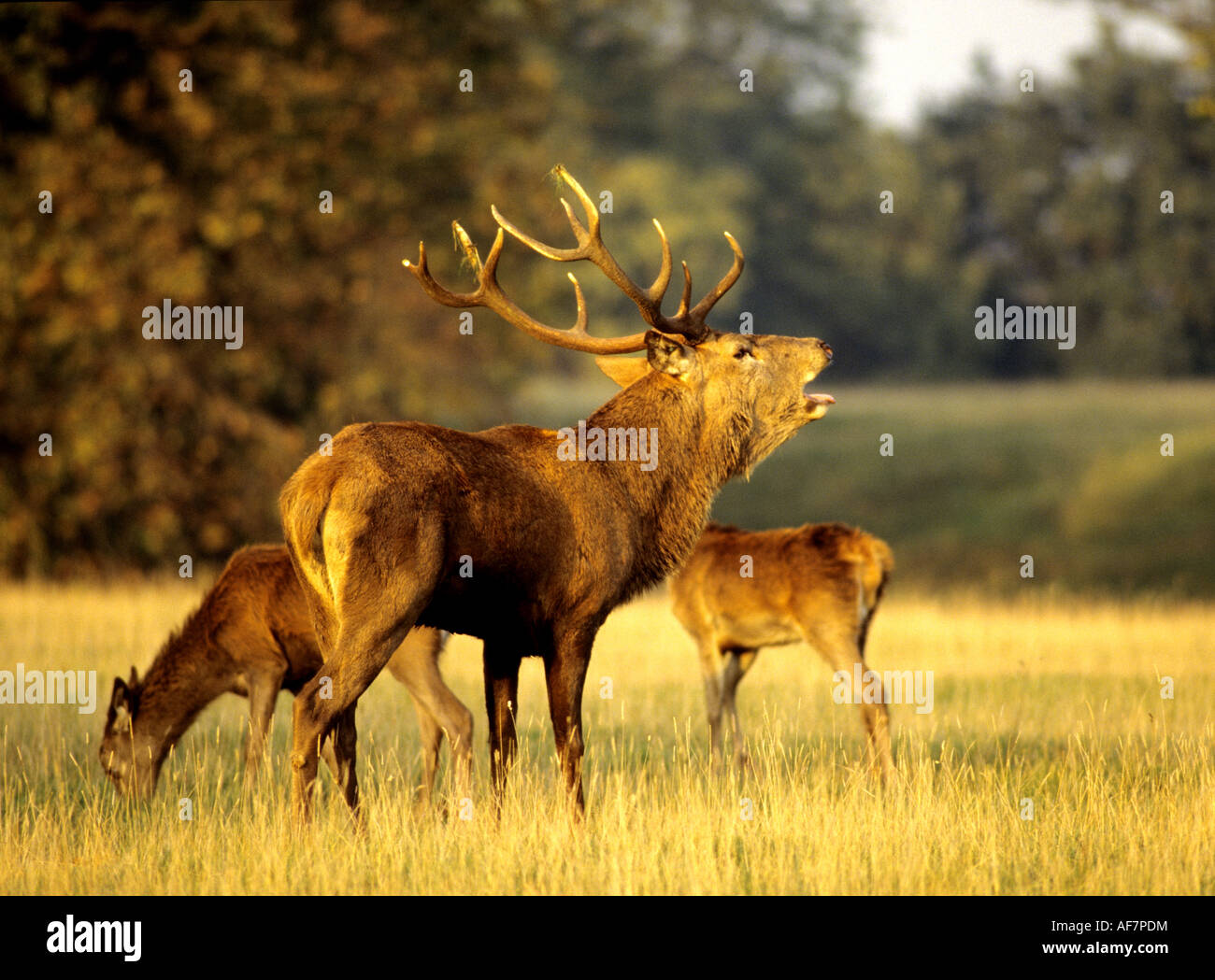 Fountains Abbey Deer Park, Studley Royal, North Yorkshire, England, UK, Stockfoto