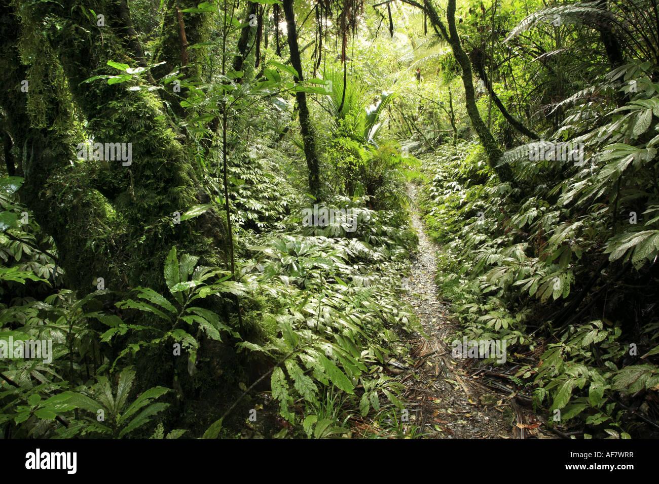 Schöne ruhige New Zealand Waldweg Stockfoto