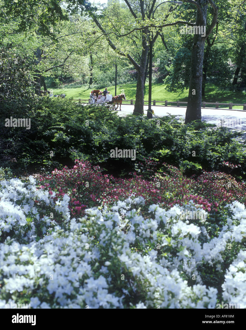FRÜHLING BLÜTEN CENTRAL PARK MANHATTAN NEW YORK CITY USA Stockfoto