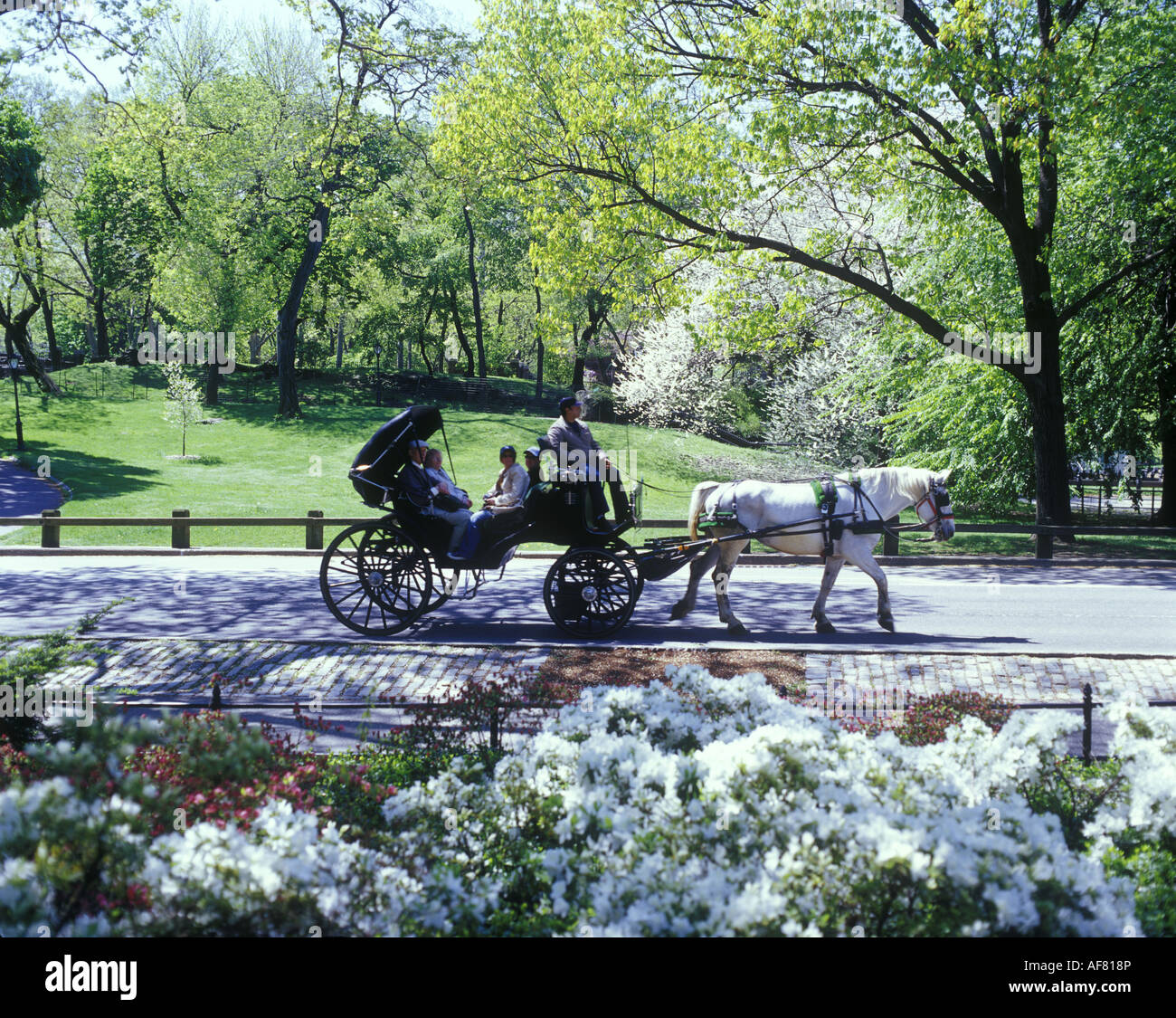 SIGHTSEEING AUSFLUG PFERD WAGEN FAHRT FRÜHLING BLÜTEN CENTRAL PARK MANHATTAN NEW YORK CITY USA Stockfoto
