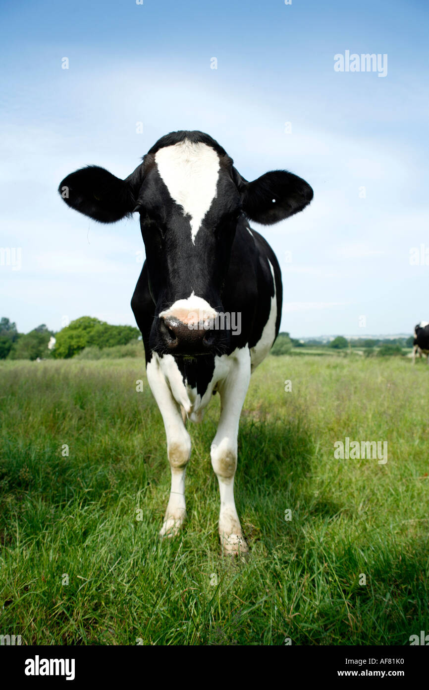 Friesen Kuh in saftig grüne Wiese Blick gerade in Kamera Stockfoto