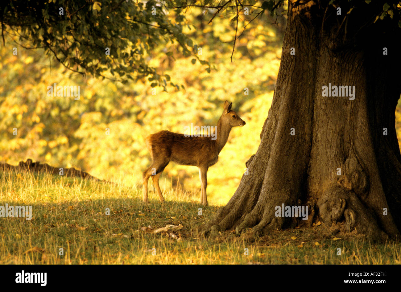 Fountains Abbey Deer Park, Studley Royal, North Yorkshire, England, UK, Stockfoto