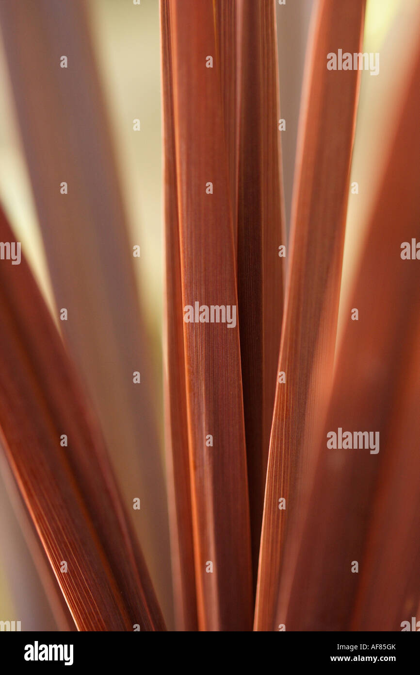 Cordyline Australis Torbay rot hautnah Stockfoto