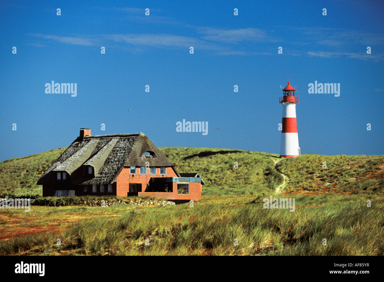 Typisches Haus in den Dünen und Liste Osten Leuchtturm, Sylt, Deutschland Stockfoto