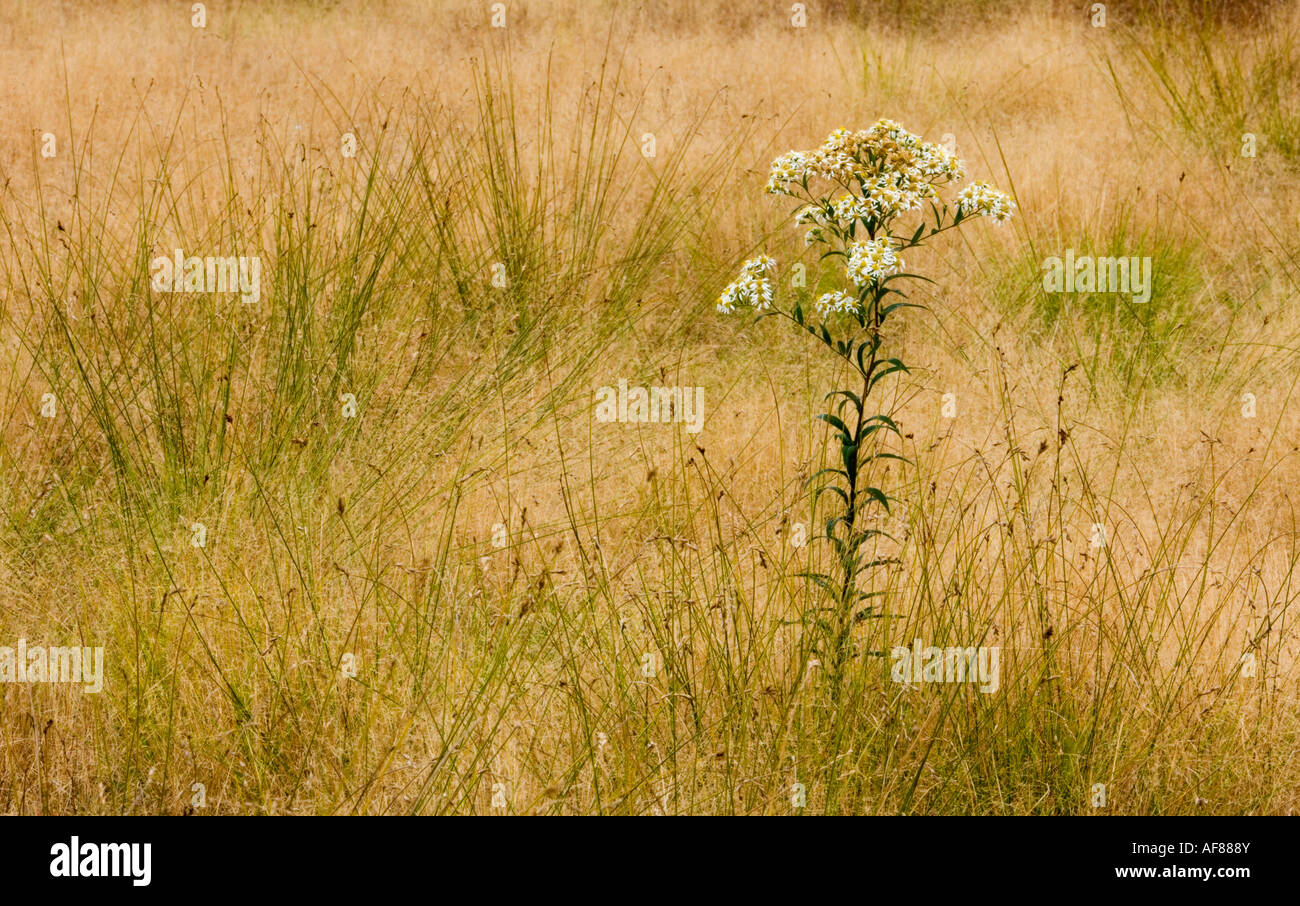 Ende sommer wiese Gräser und Astern grössere Sudbury, Ontario, Kanada Stockfoto