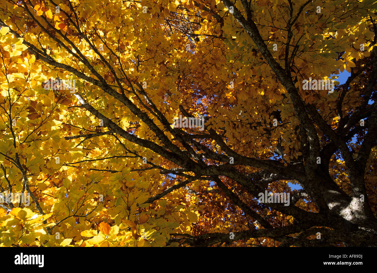 Buche im Herbst Farben, Detail, Hachau, Dachstein-Sortiment, Salzburg, Österreich Stockfoto