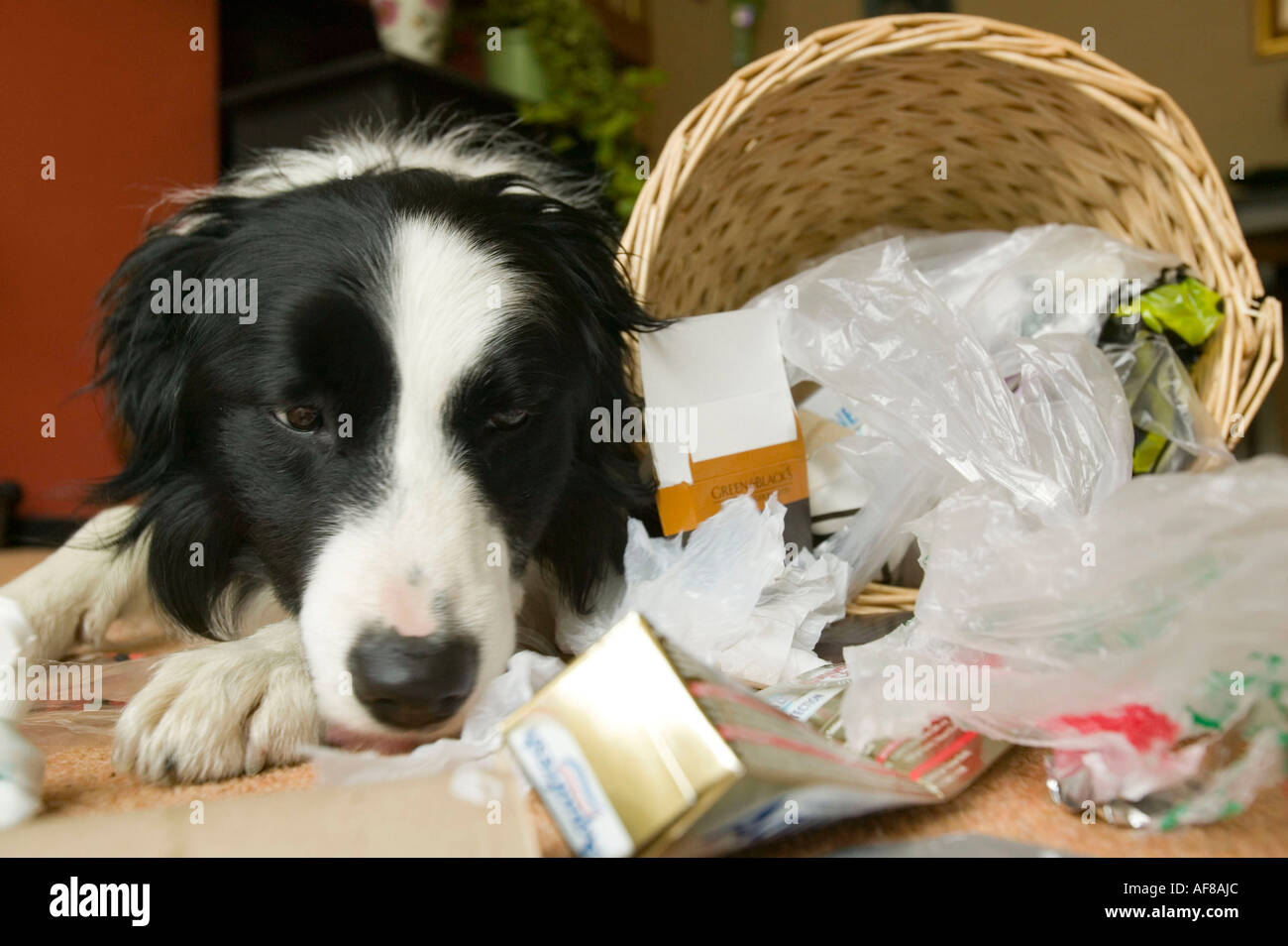 eine freche Border Collie Hund Rumaging durch einen Haushalt Abfallbehälter Stockfoto