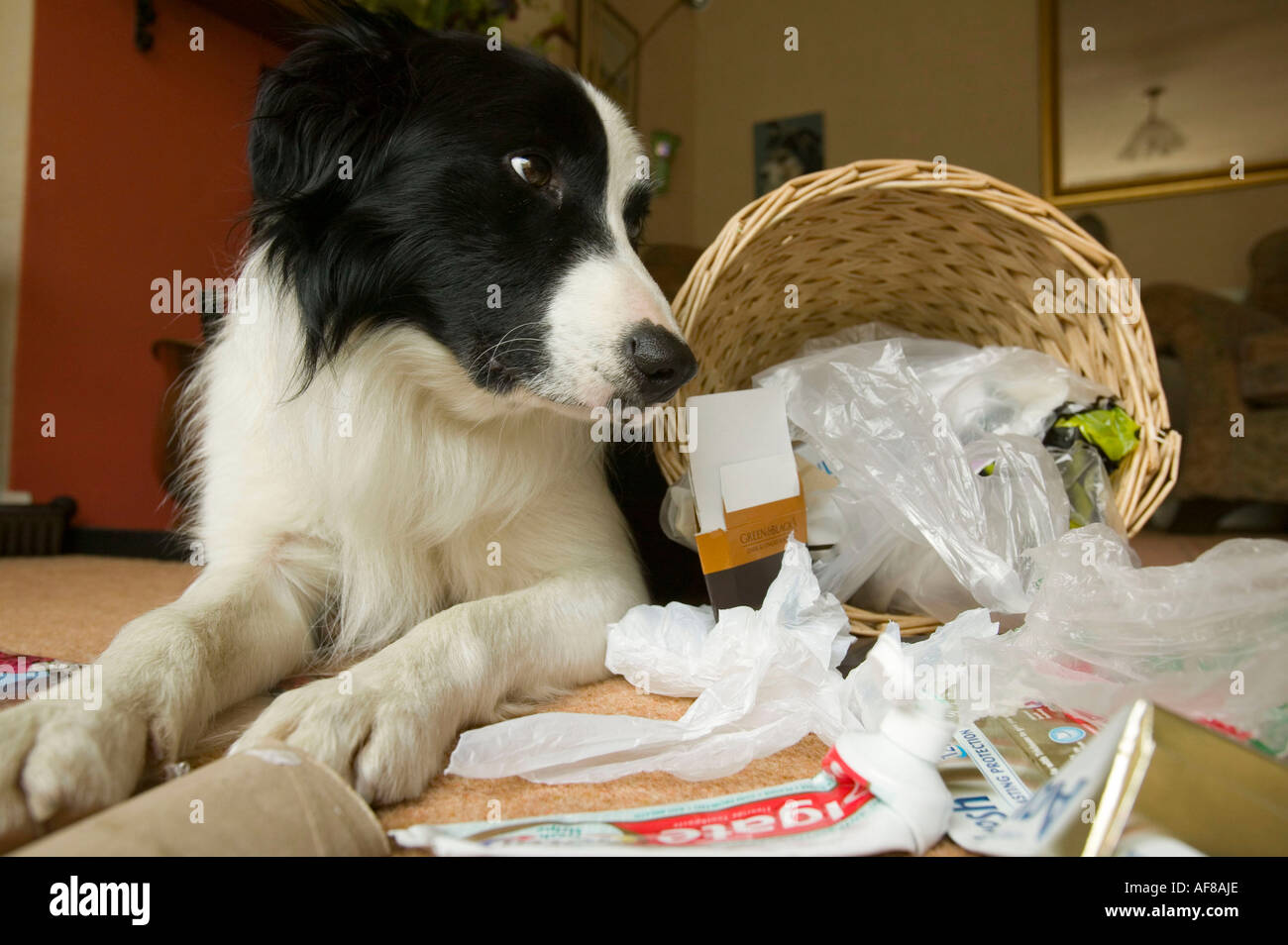 eine freche Border Collie Hund Rumaging durch einen Haushalt Abfallbehälter Stockfoto