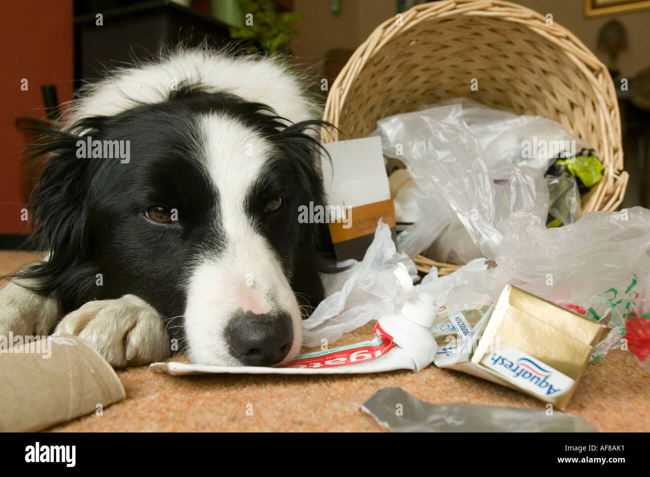 eine freche Border Collie Hund Rumaging durch einen Haushalt Abfallbehälter Stockfoto