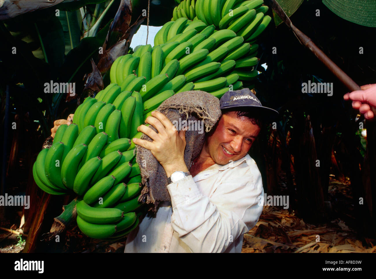 Worker bei Banane Ernte, Bananen-Plantage in der Nähe von Galdar, Gran Canaria, Kanarische Inseln, Spanien Stockfoto