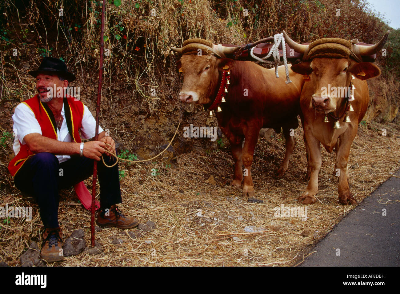 Mann mit Ochsen, Romeria, La Orotava, Tenerifé, Kanarische Inseln, Spanien Stockfoto