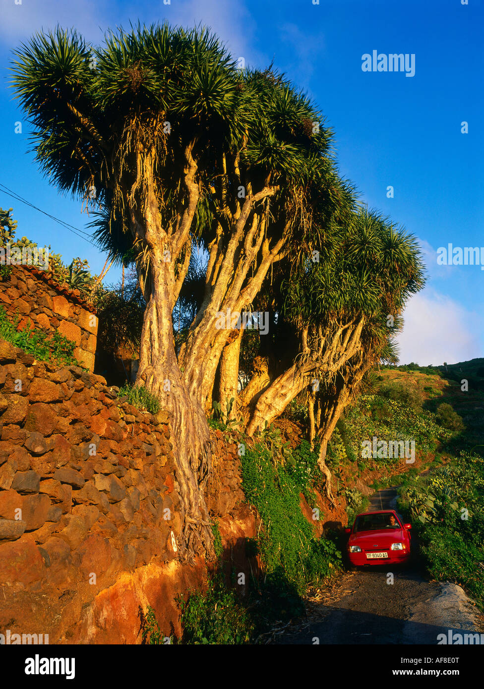 Drachenbume, La Tosca, La Palma, Kanarische Inseln, Spanien  Stockfotografie - Alamy