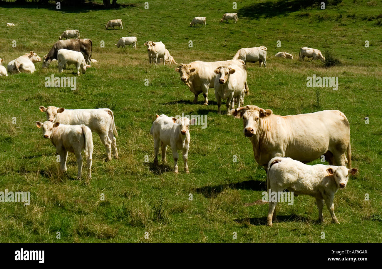 Bauernhof Tiere Kühe Kuh weiß Charollais Frankreich Französisch Stockfoto