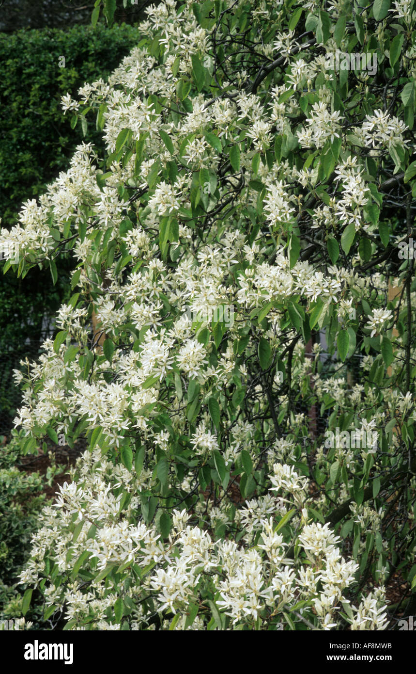 Amelanchier Alnifolia, Baum, weiße Blumen amelanchiers Stockfoto