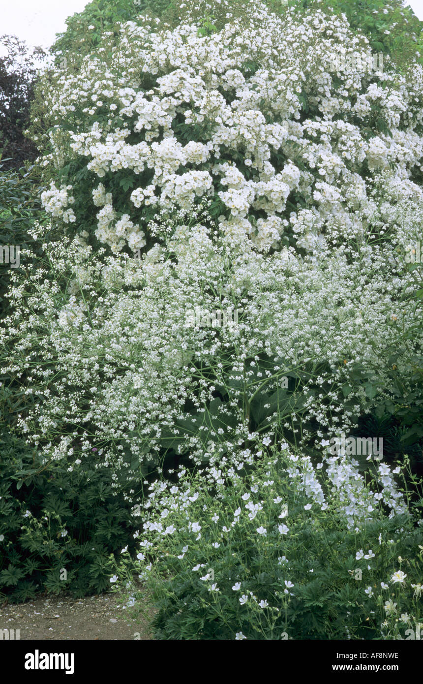 Weiße Garten Kombination Rosa Rambling Rector Crambe Cordifolia Campanula Rasen Farm Norfolk Stockfoto