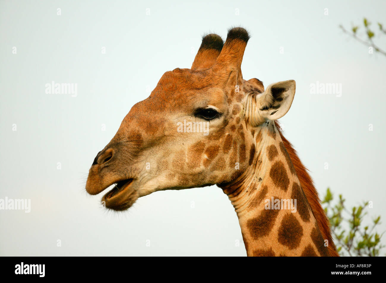 Giraffe Porträt Mund leicht öffnen Sabi Sand Game Reserve Mpumalanga in Südafrika Stockfoto