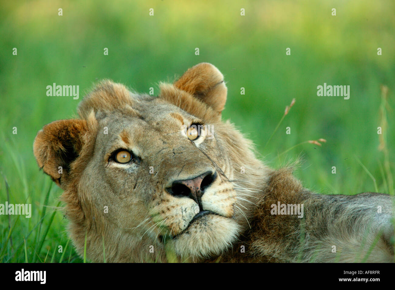 Ein Portrait eines männlichen Löwen seinen Kopf zum Nachschlagen von Sabi Sand Game Reserve, Mpumalanga zu heben; Südafrika Stockfoto