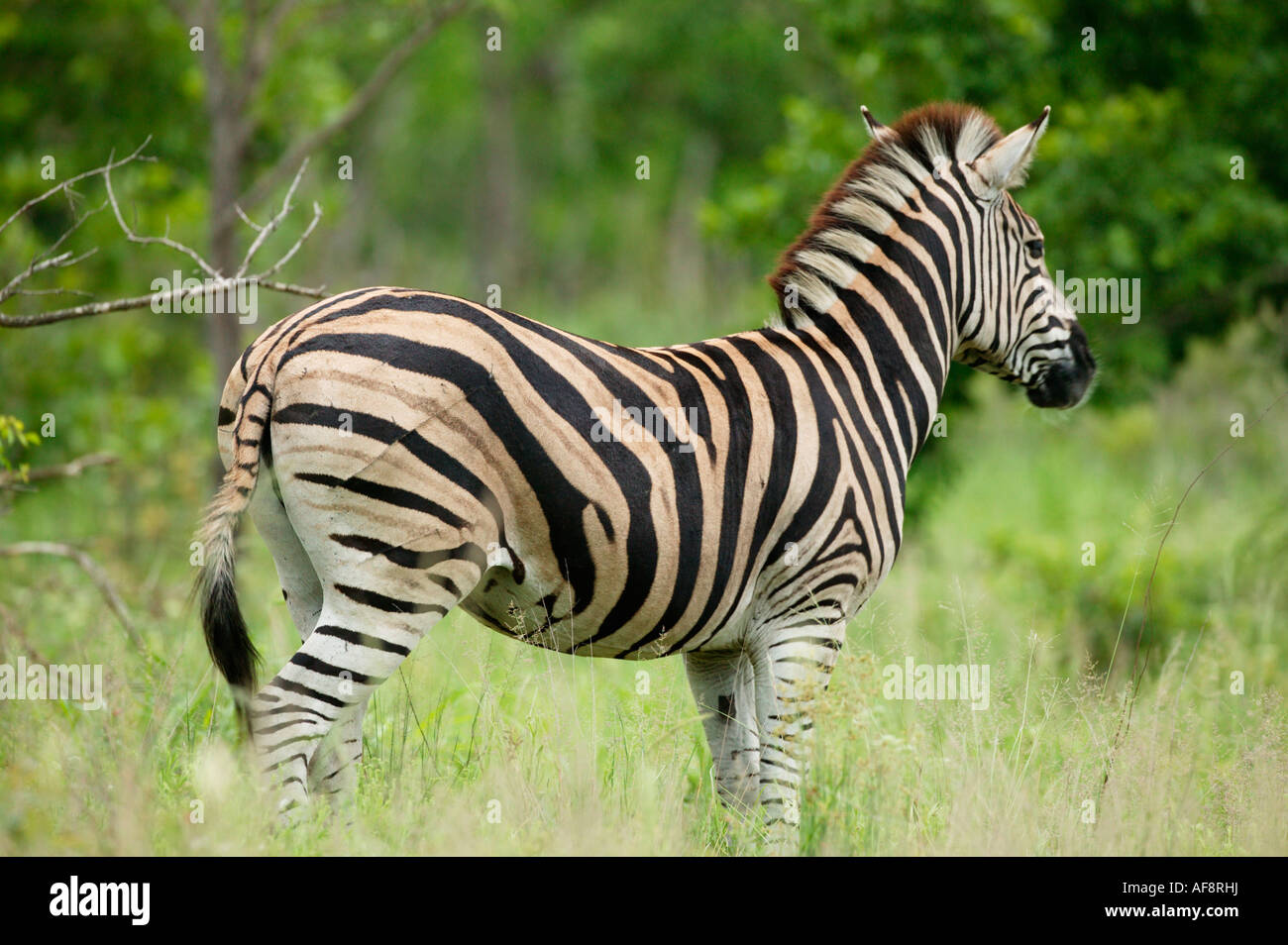 Seitenansicht einer Burchells Zebra Bürzel zeigen falsch ausgerichtete Streifen nach wird bei einem Angriff der Löwen krallte; Südafrika Stockfoto