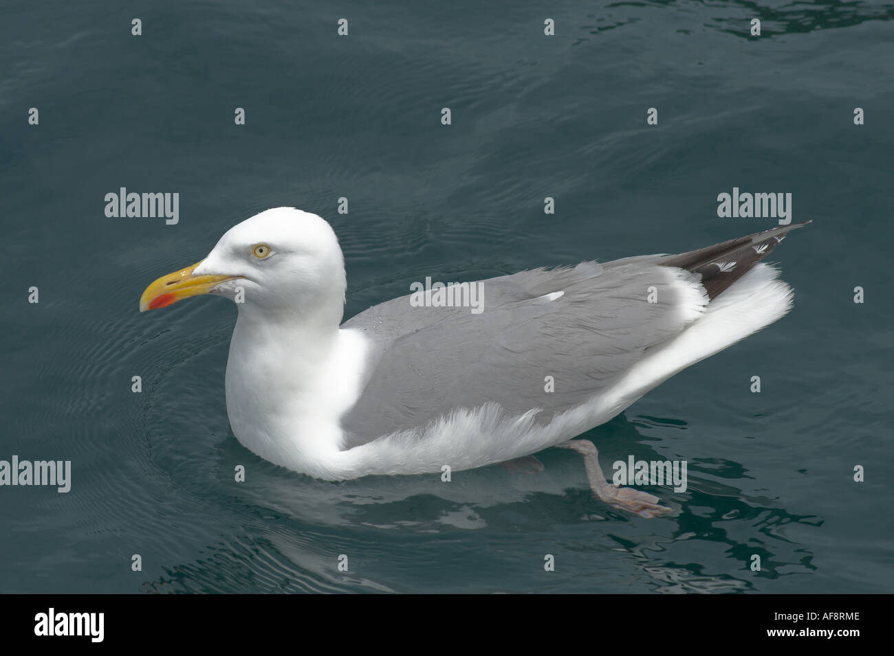 Seagull paddeln! Stockfoto