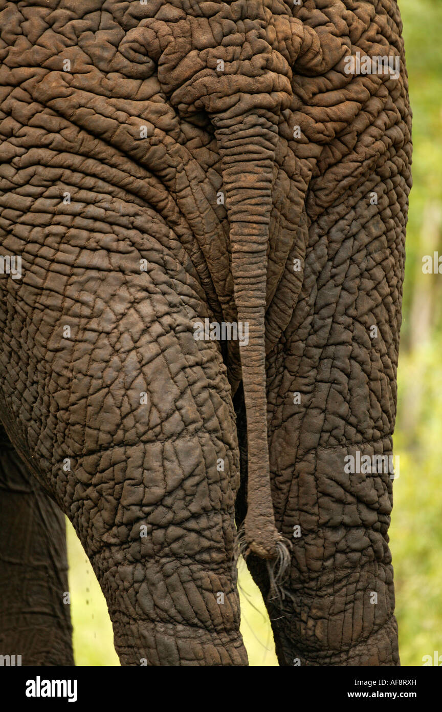 Elefant Stier Heck und tail Sabi Sand Game Reserve, Mpumalanga; Südafrika Stockfoto