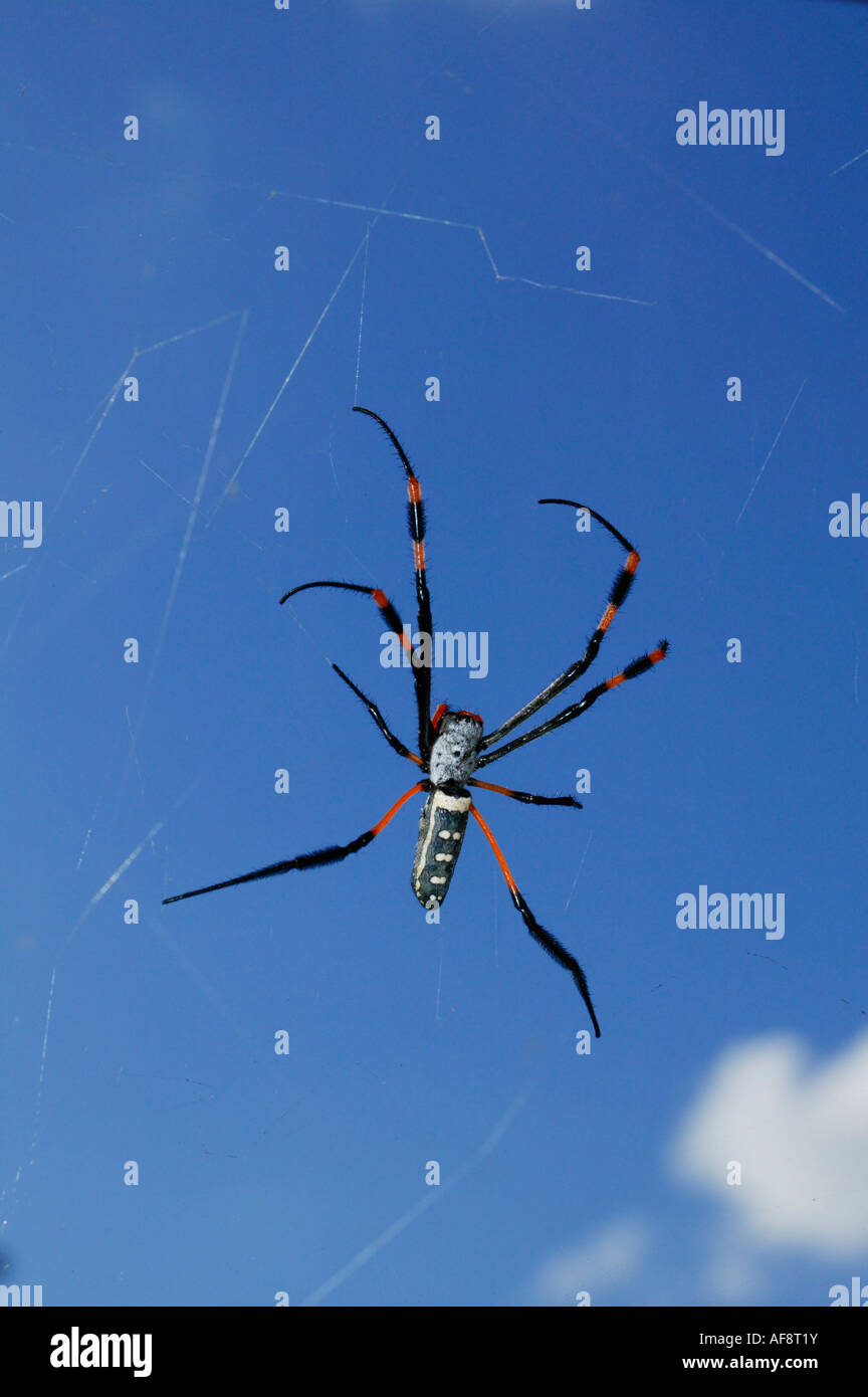 Golden Orb Spider auf der Waterberg, Limpopo Provinz; Südafrika Stockfoto