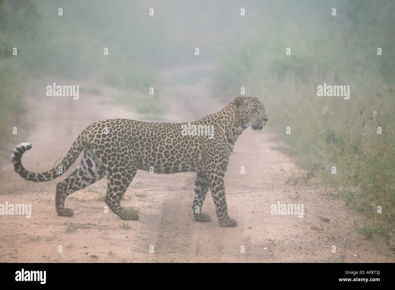 Weibliche Leoparden (Panthera Pardus) Seitenansicht an einem nebligen Morgen Sabi Sand Game Reserve, Mpumalanga; Südafrika Stockfoto