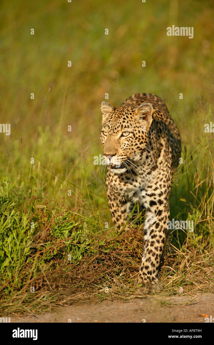 Weibliche Leoparden (Panthera Pardus) unterwegs Sabi Sand Game Reserve, Mpumalanga; Südafrika Stockfoto