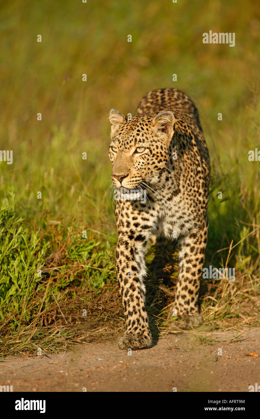 Leopard (Panthera Pardus) unterwegs Sabi Sand Game Reserve, Mpumalanga; Südafrika Stockfoto