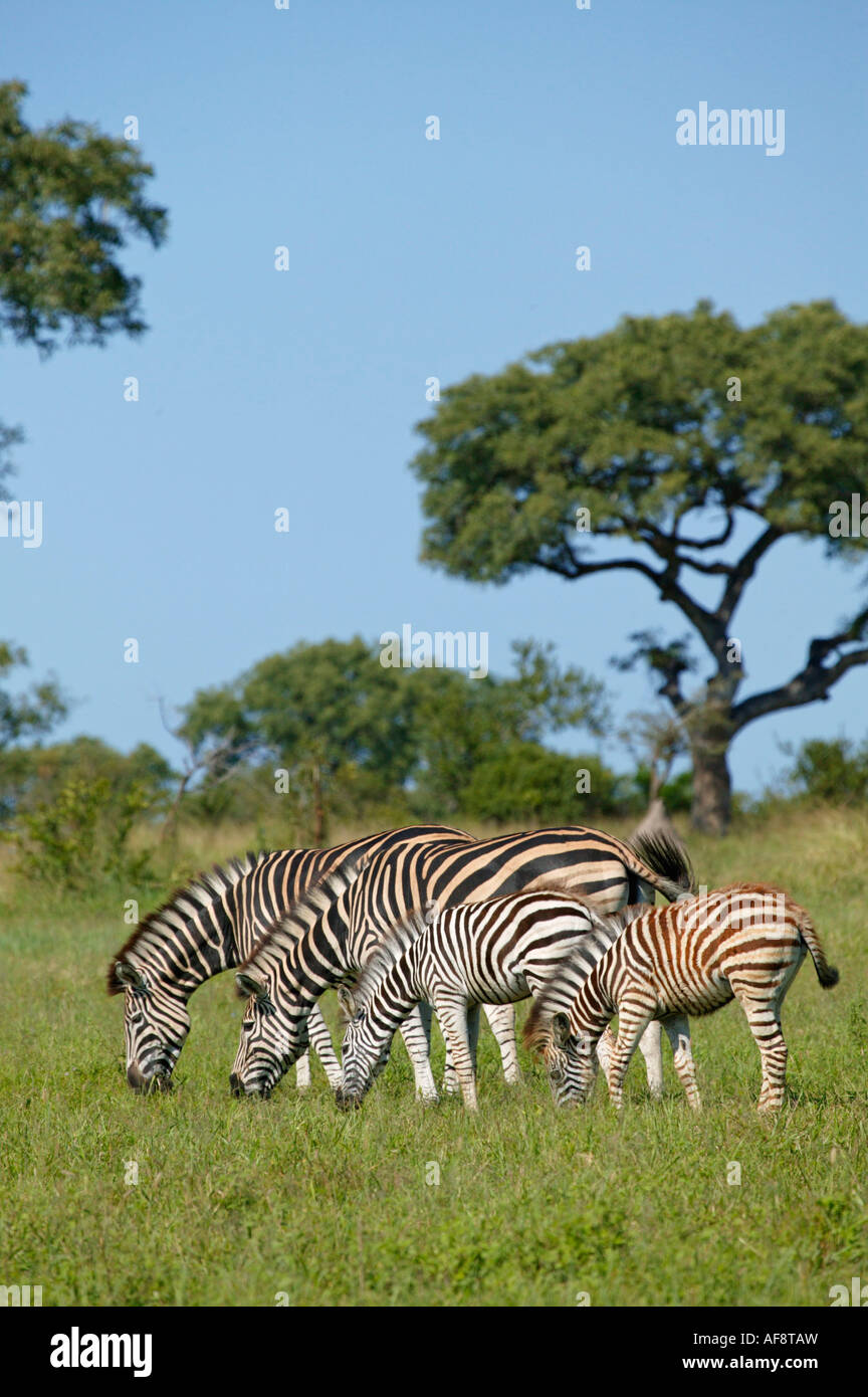 Vier Burchells Zebra (Equus Burchelli) Side-by-Side Sabi Sand Game Reserve, Mpumalanga Weiden; Südafrika Stockfoto