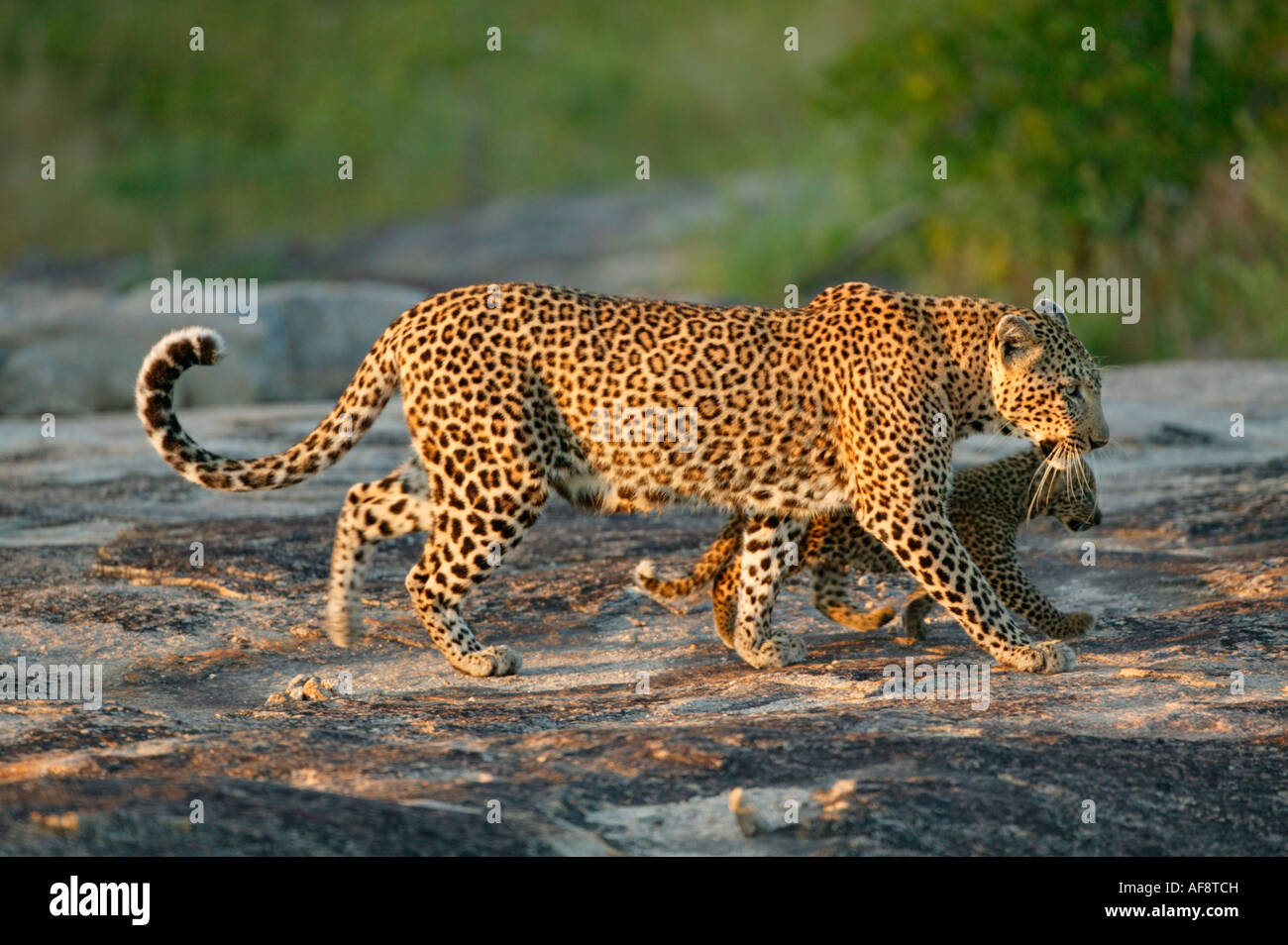 Weibliche Leoparden (Panthera Pardus) mit einem jungen Cub Sabi Sand Game Reserve, Mpumalanga unterwegs; Südafrika Stockfoto