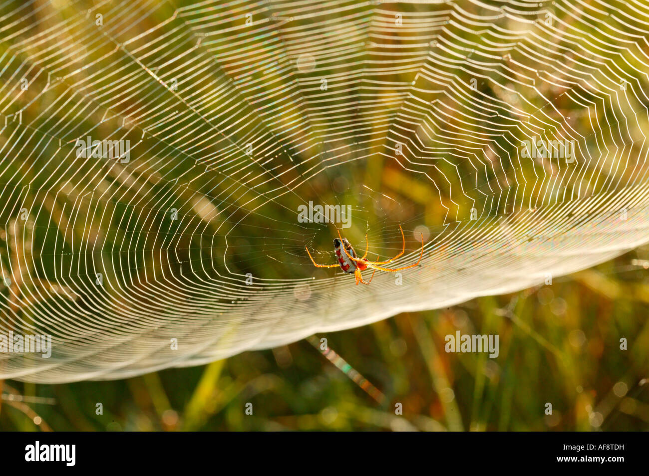 Golden Orb Spider hängen unterhalb seiner Web Sabi Sand Game Reserve, Mpumalanga; Südafrika Stockfoto