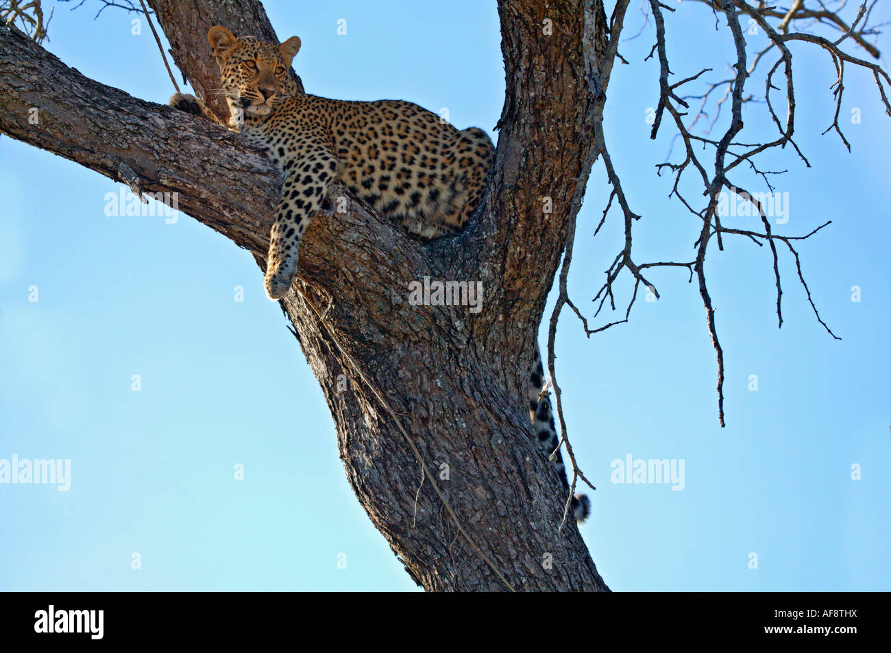 Leoparden (Panthera Pardus) in der Gabel von einer großen Akazie hier ruht. ; Südafrika Stockfoto