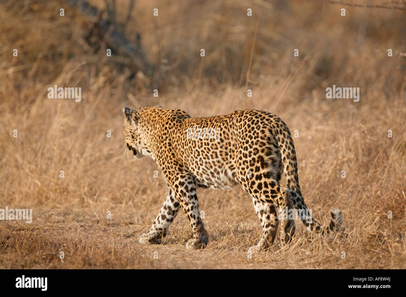 Leopard hinunter eine Bushveld-Spur während der trockenen Monate zeigt die Trockenrasen Stockfoto