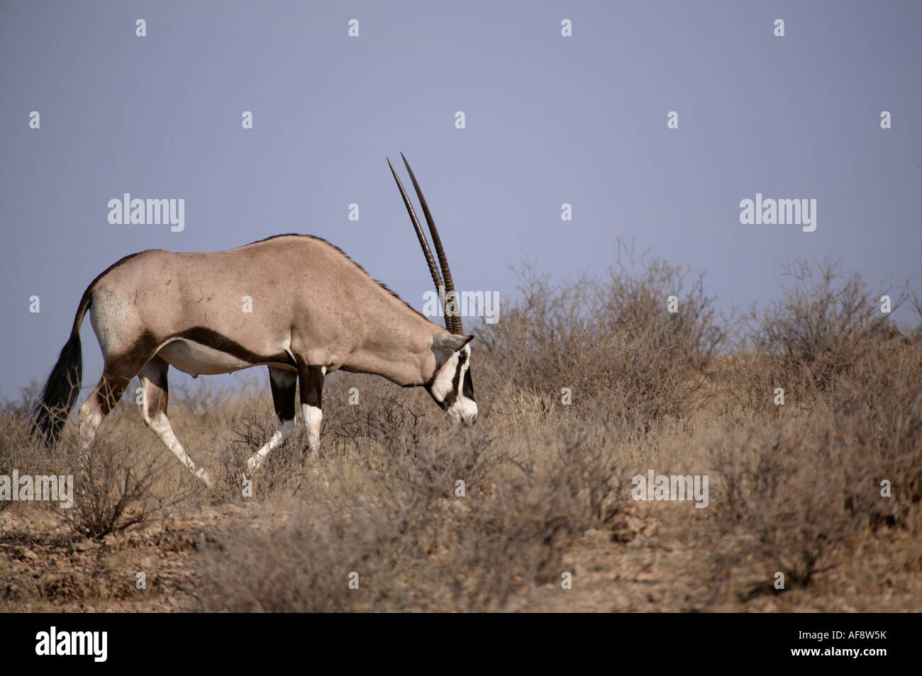 Oryx-Antilopen (Oryx) Wandern in Kalahari Scheuern Stockfoto