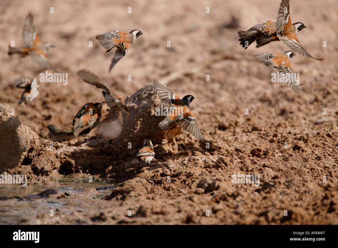 Kap-Spatzen fliegen nach dem Trinken von einer natürlichen Pfütze Stockfoto