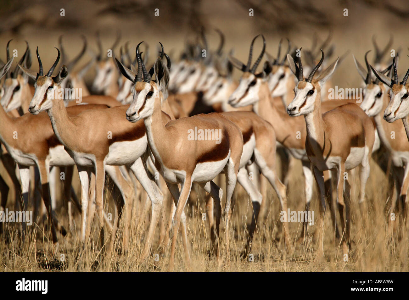 Springbok Herde suchen alarmiert mit Blick auf ein Raubtier Stockfoto