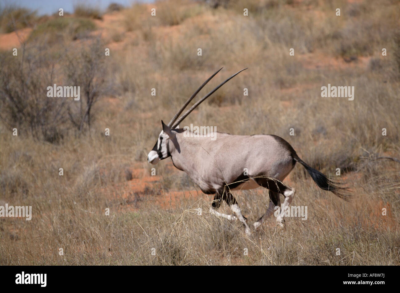 Oryx-Antilopen (Oryx) läuft in den Dünen der Kalahari Stockfoto