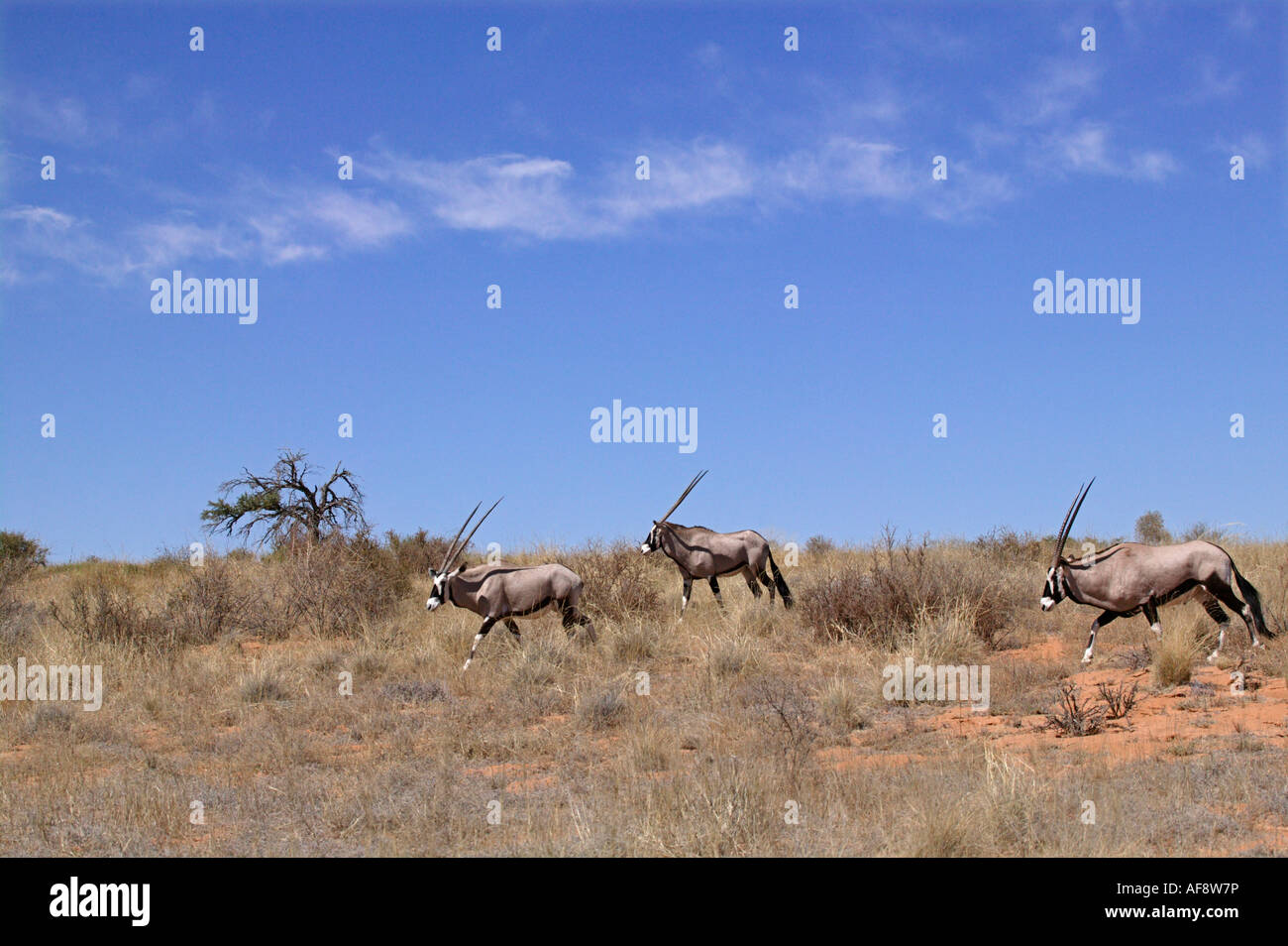 Drei Oryx (Oryx) Wandern in den Dünen der Kalahari Stockfoto