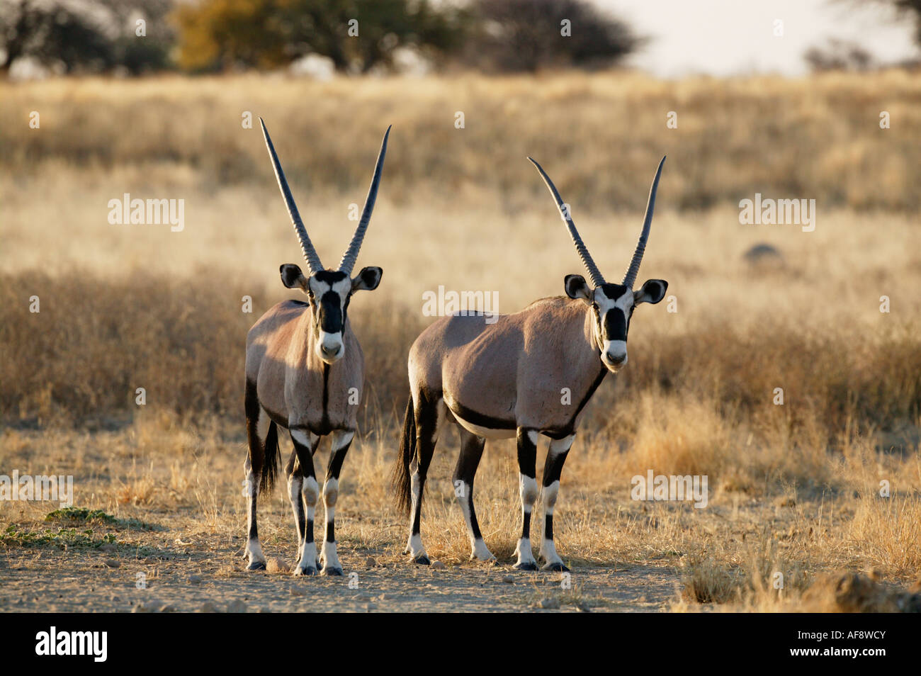 Zwei Gemsbock (Oryx) nebeneinander schaut direkt in die Kamera Stockfoto