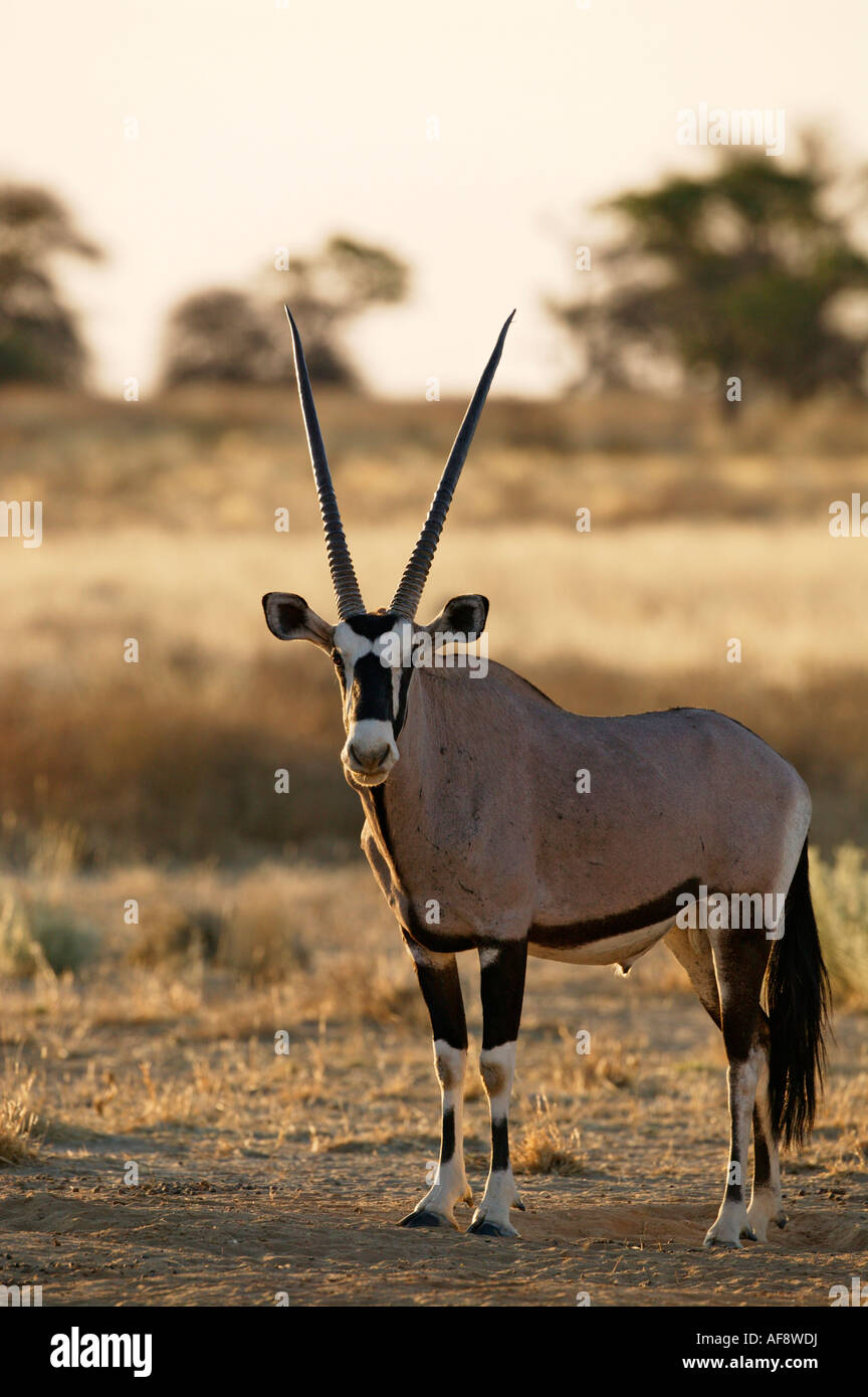Einsame Oryx (Oryx) ram Stockfoto
