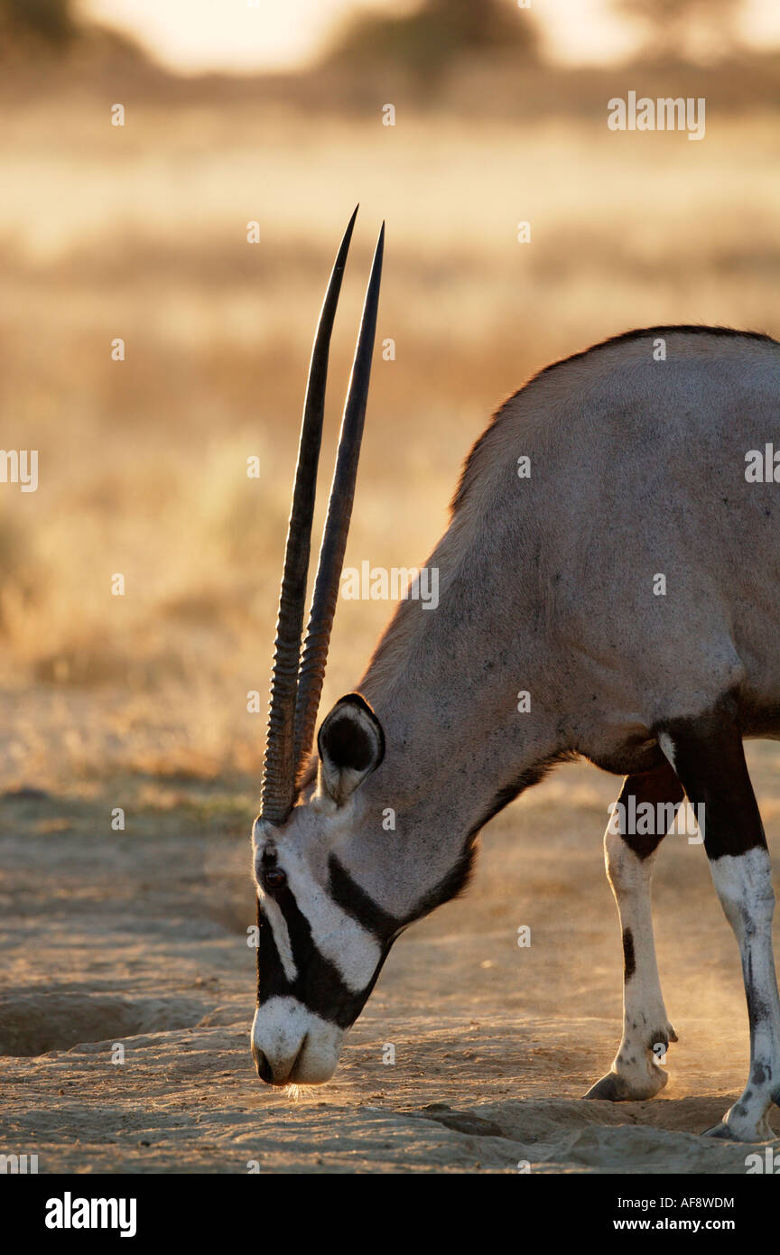Einsame Oryx (Oryx) ram Fütterung auf eine natürliche Salz Einzahlung durch Verdampfen von Wasser links Stockfoto