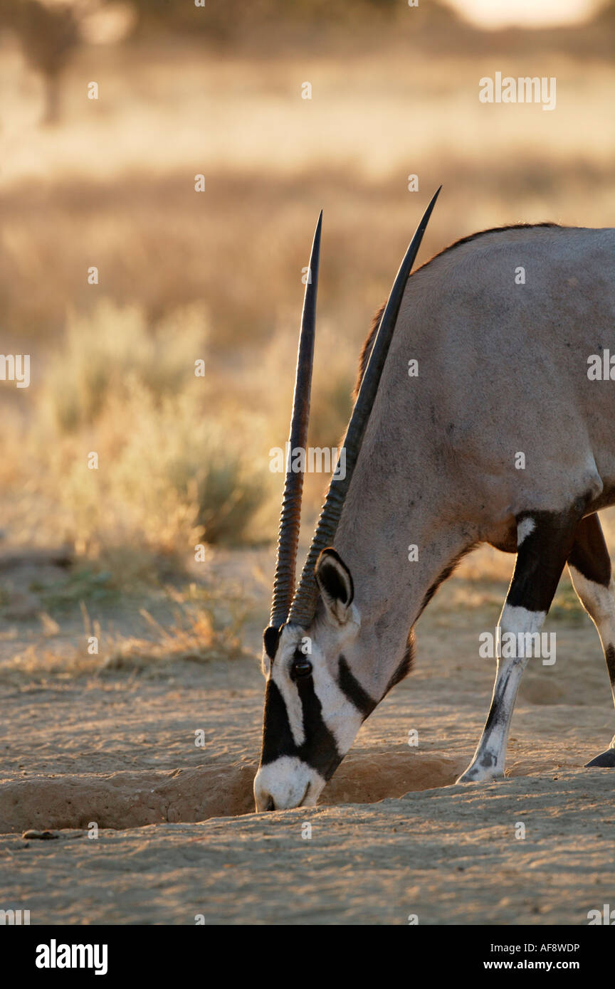 Einsame Oryx (Oryx) ram Fütterung auf eine natürliche Salz Einzahlung durch Verdampfen von Wasser links Stockfoto
