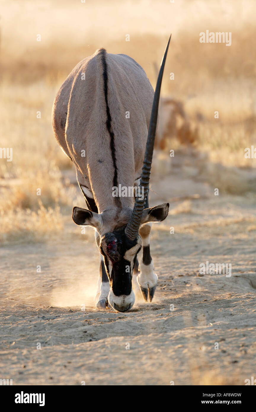 Gemsbock-Ram mit einem Horn - die andere während eines Kampfes Dominanz abgebrochen Stockfoto