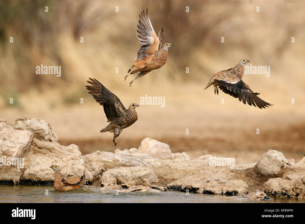 Burchell Sandgrouse Gruppe fliegen nach dem Trinken an einer Wasserstelle Stockfoto