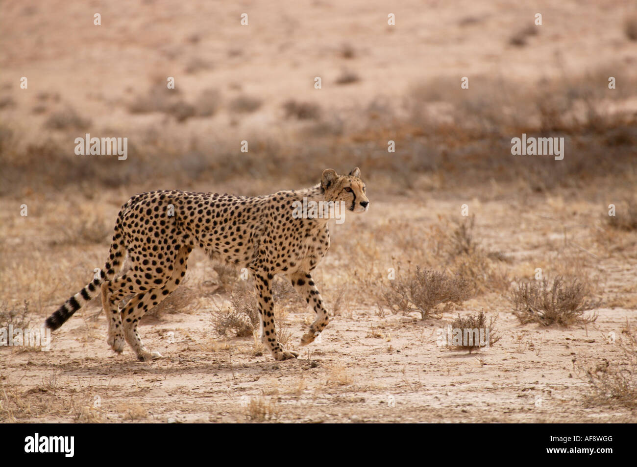 Gepard schließen in der Beute Stockfoto